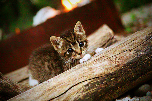 爱游戏综合娱乐-从青训到欧冠：新星的成长传奇，欧冠 青训