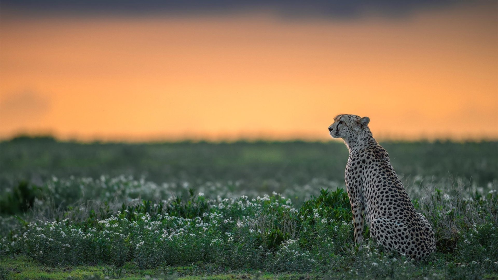 马刺开启“反霸凌”公益行动,走进德州校园巡讲,马刺致敬德克视频