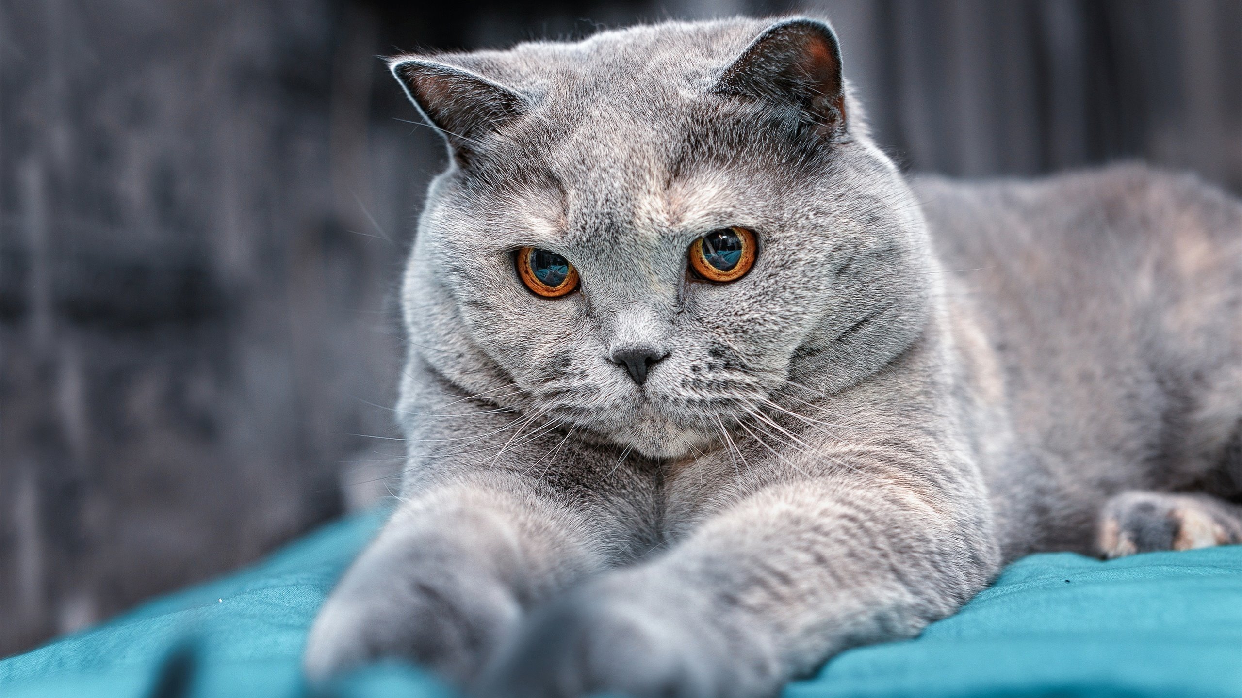 爱游戏娱乐网址-兰斯是否有希望跻身法甲前六，兰斯强不强