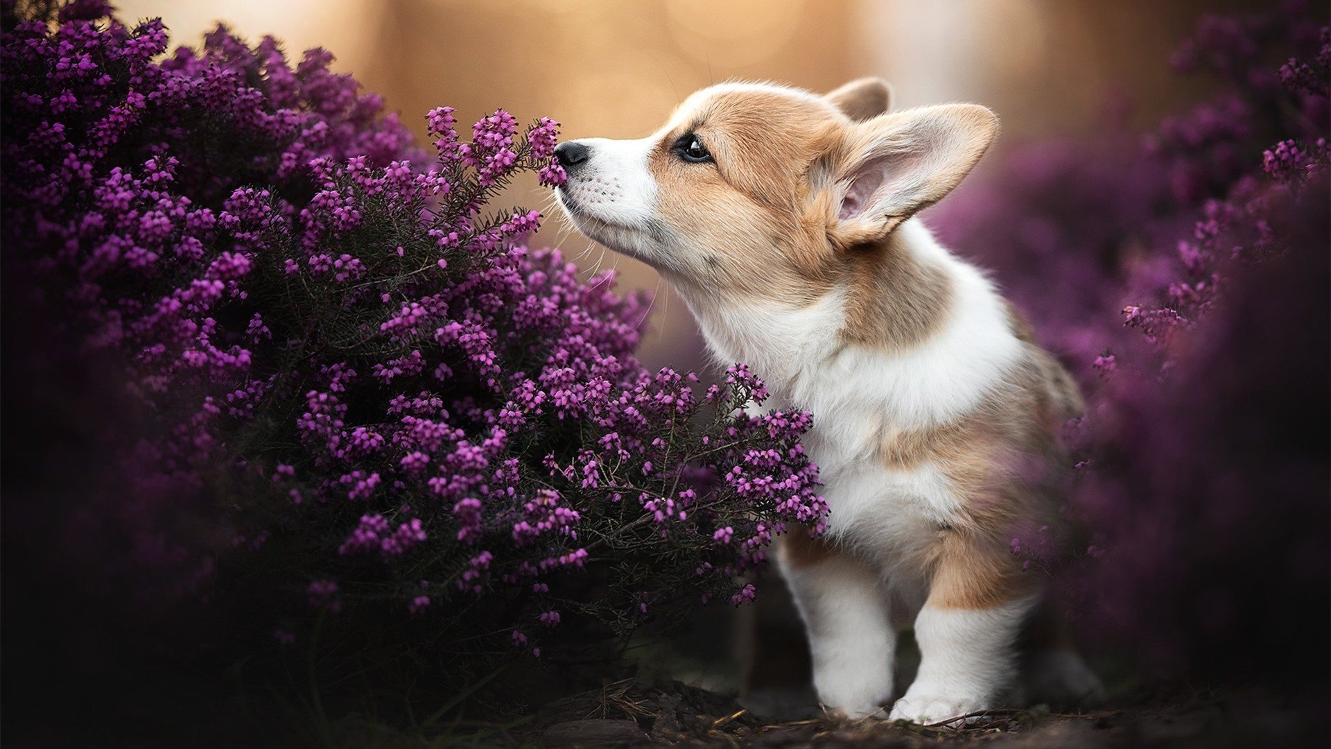 爱游戏娱乐平台-塞内加尔门将三连扑，助队绝平德国，塞内加尔队球星