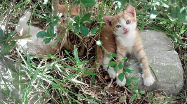 AIYOUXI.COM-女足世界杯观众安全措施，女足世界杯比赛规则