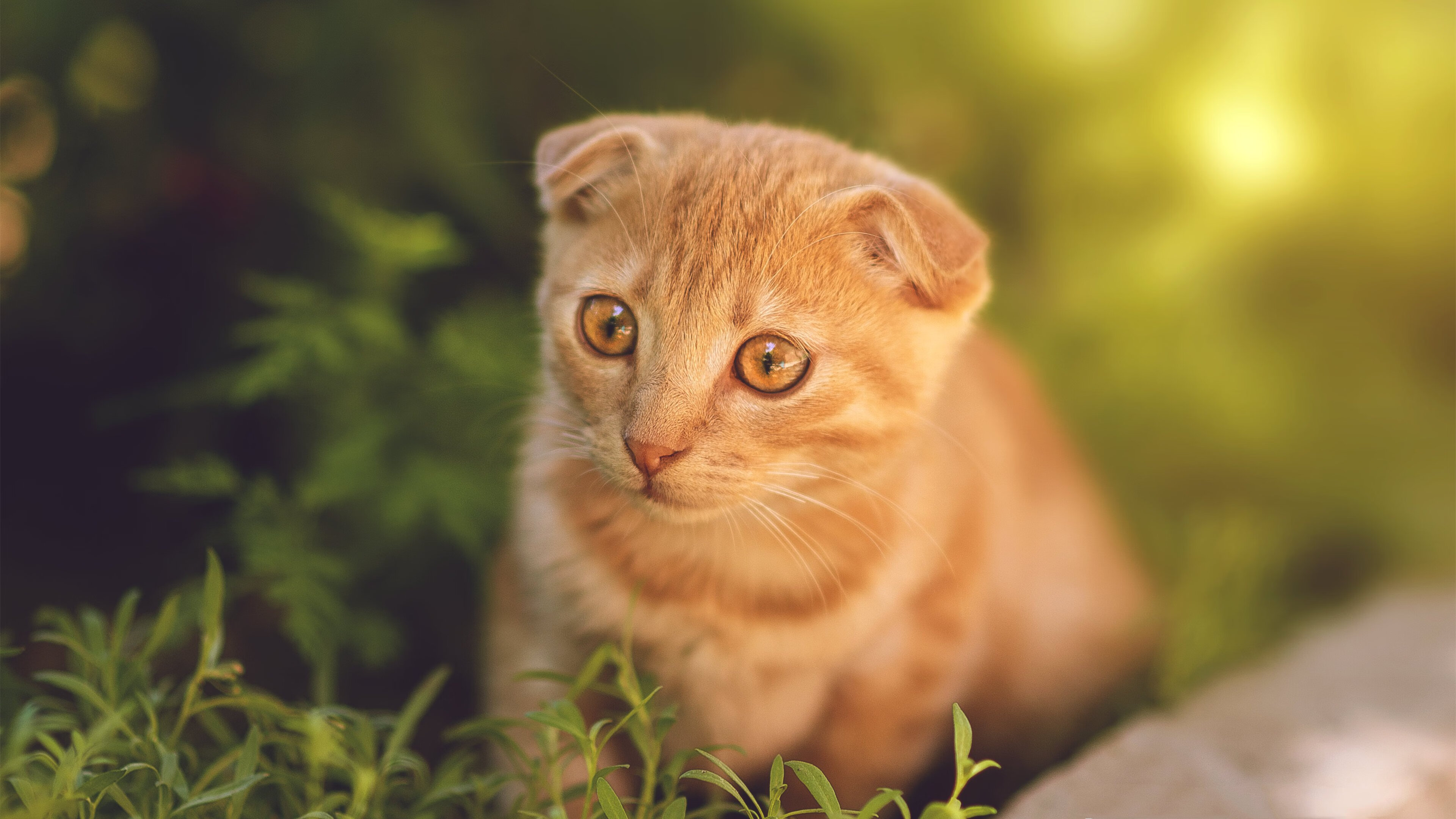 本菲卡、波尔图、葡萄牙体育赛季表现对比，葡萄牙体育vs本菲卡