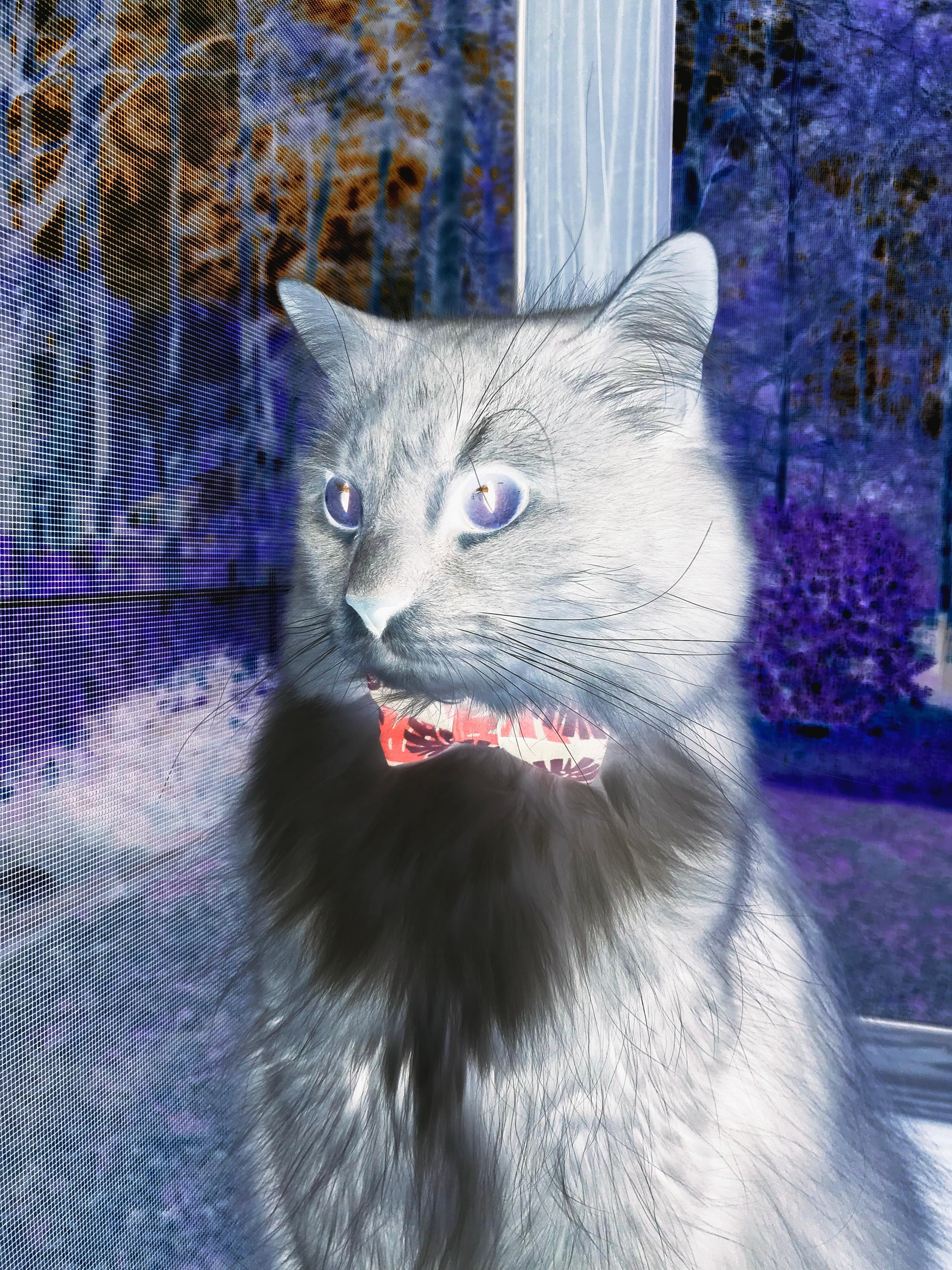 纽卡斯尔-闷平卡迪夫城,双方无果延续低迷,纽卡斯尔 卡迪夫哪个好