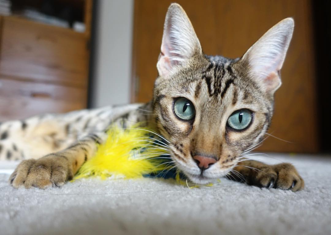 AIYOUXI.COM-中国女篮连续多场比赛保持零失误，中国女篮战况如何