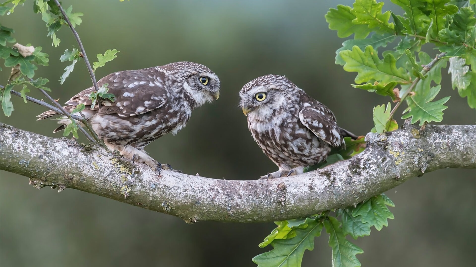 AIYOUXI.COM-步行者继续培养新秀未来可期，步行者未来选秀权