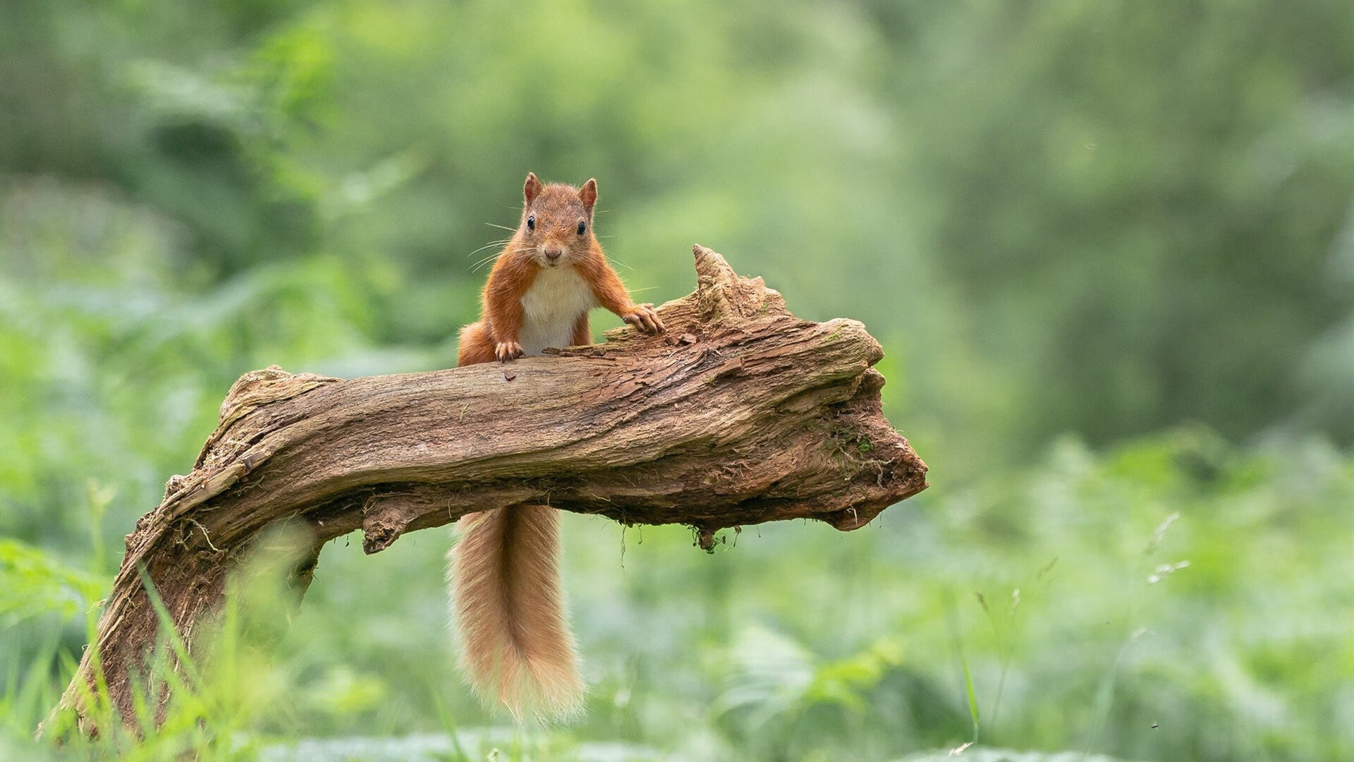 爱游戏娱乐网址-谷爱凌刷新赛会纪录自由式滑雪赛场，谷爱凌滑雪个人资料